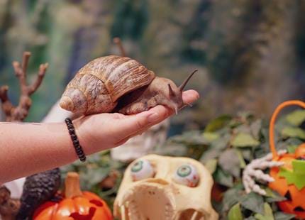 Creepy Crawlies.112.jpg