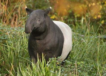 Tapir at Port Lympne.jpg