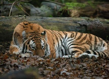 Tiger at Port Lympne.jpg