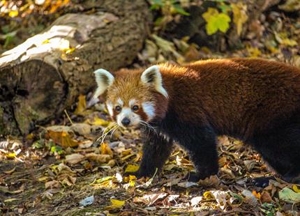 Red Panda at Port Lympne.jpg