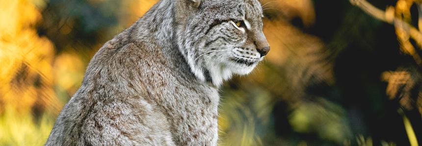 Lynx at Port Lympne.jpg
