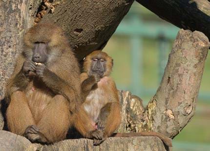 guinea baboon port lympne (5).jpg