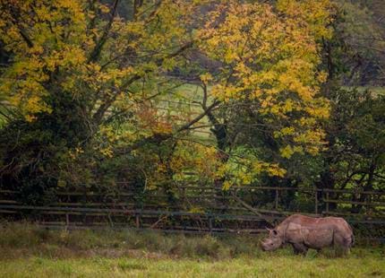 Autumn at Port Lympne.jpg