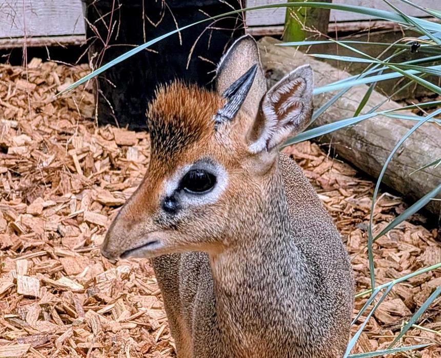 Kirk s Dik Dik Facts The Aspinall Foundation kirk-s-dik-dik-facts-the-aspinall-foundation