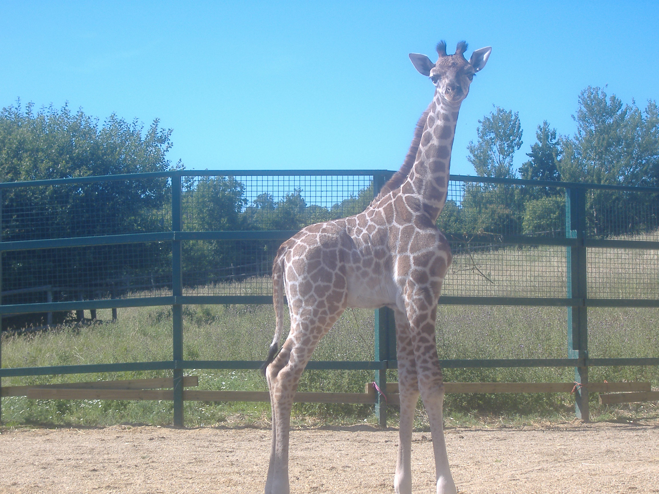 Baby giraffe, Karamoja, born at Port Lympne Reserve in 2006