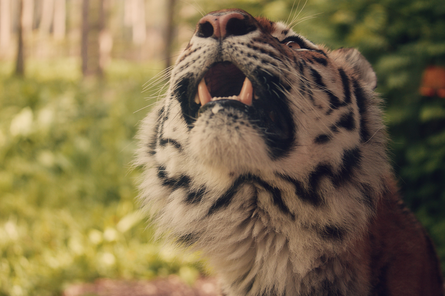 Amur tiger at Port Lympne Hotel & Reserve in Kent, UK