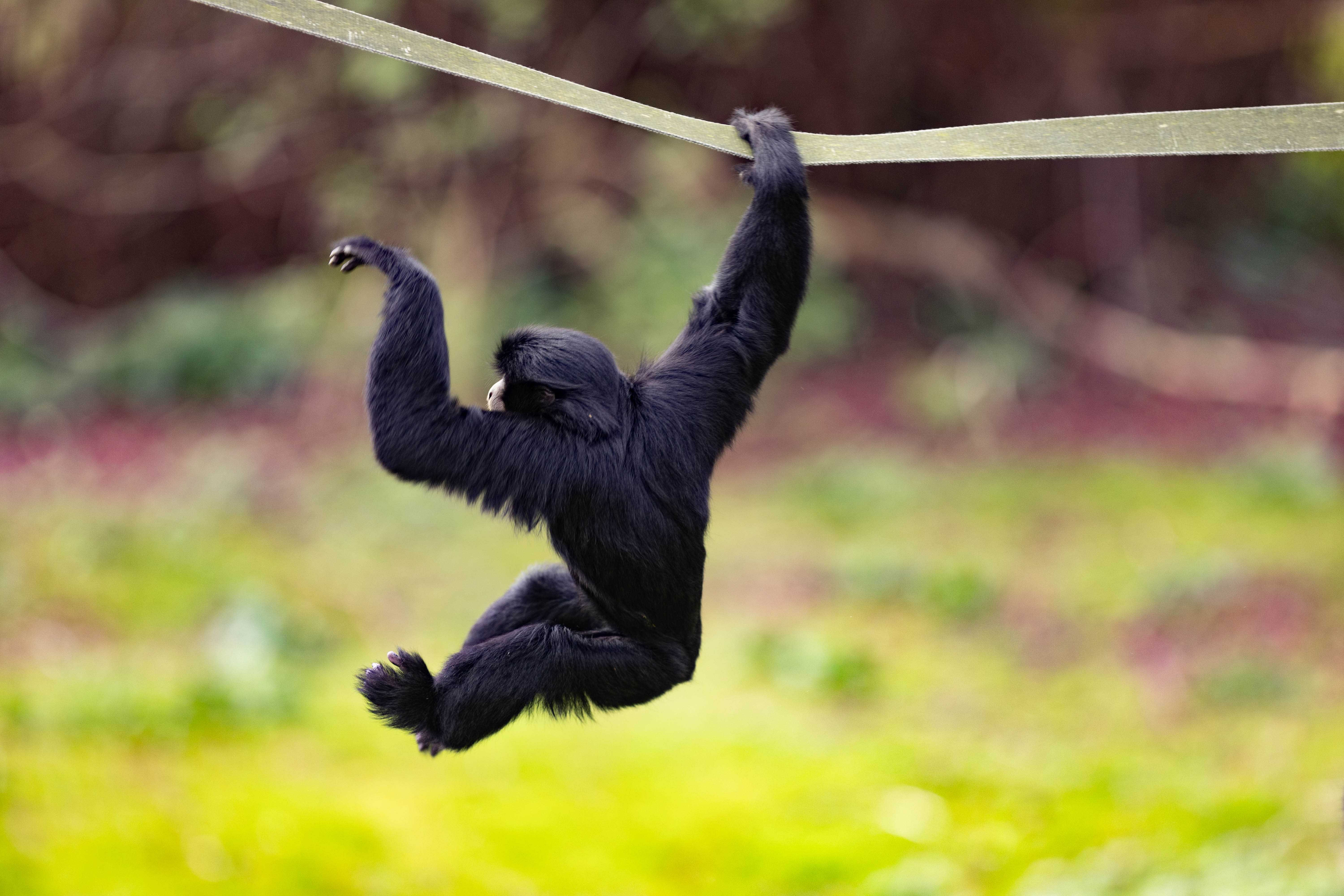 Siamang gibbon brachiating at Howletts Wild Animal Park in Kent