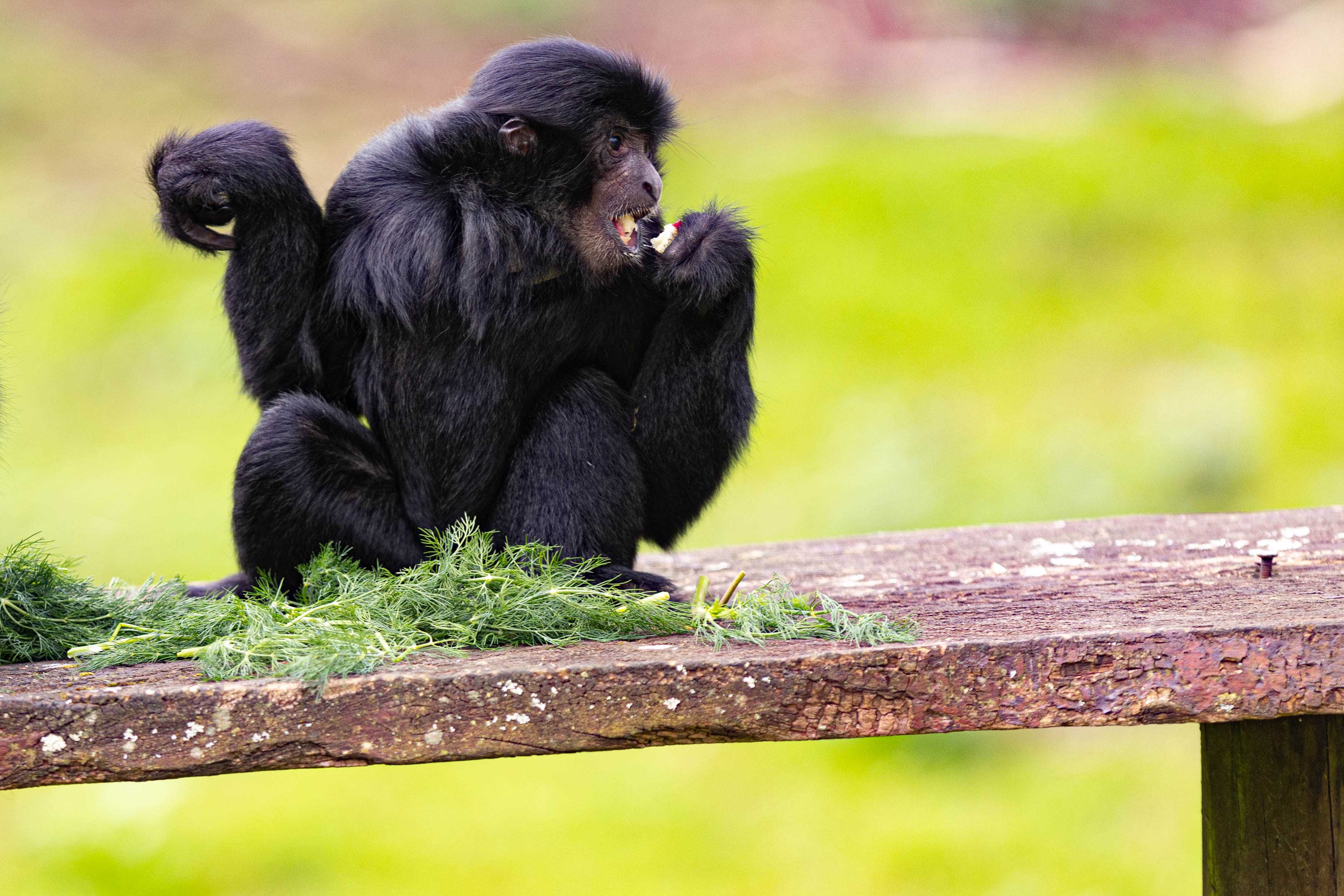 Siamang gibbon at Howletts Wild Animal Park in Kent