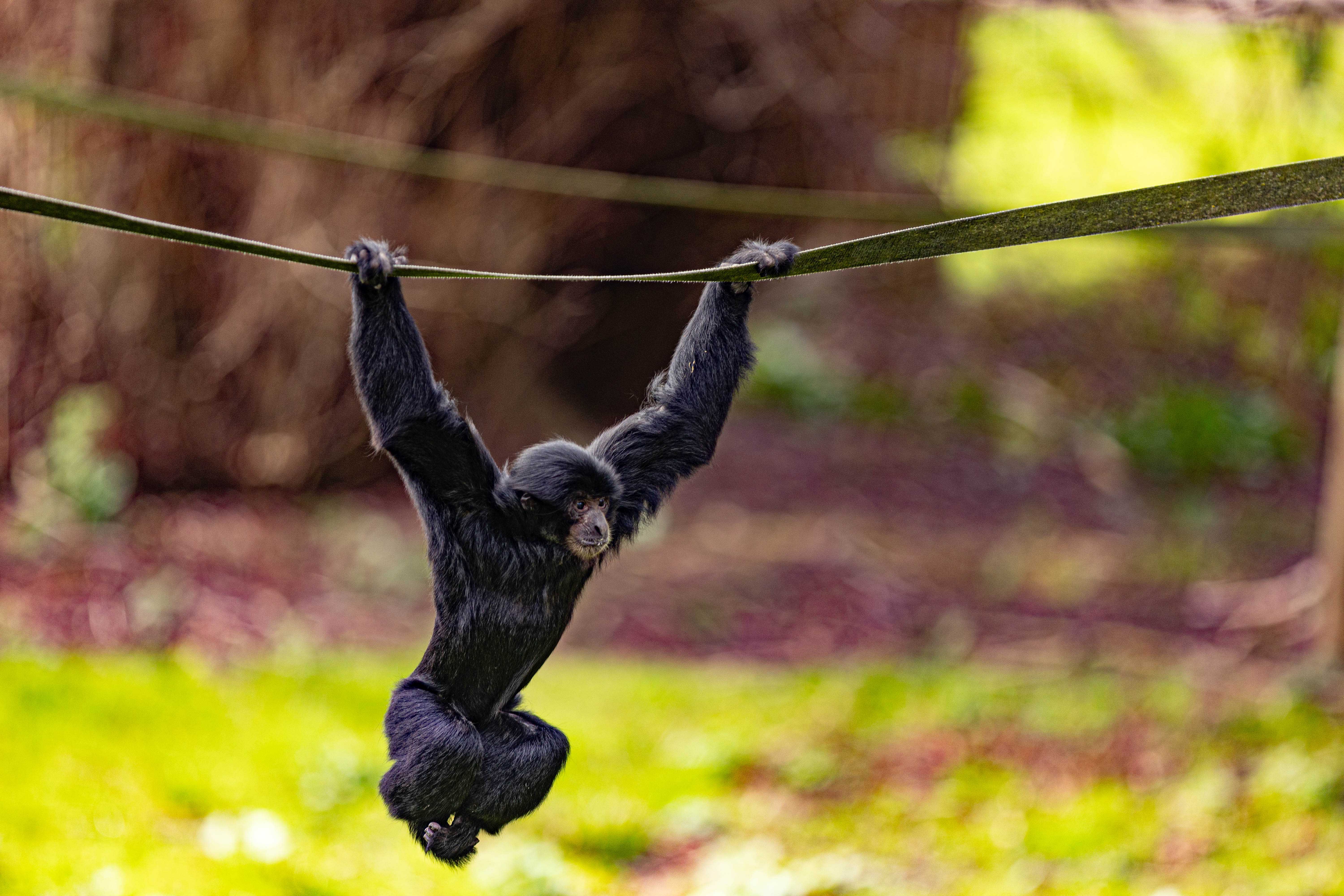 Juvenile Siamang gibbon at Howletts Wild Animal Park in Kent