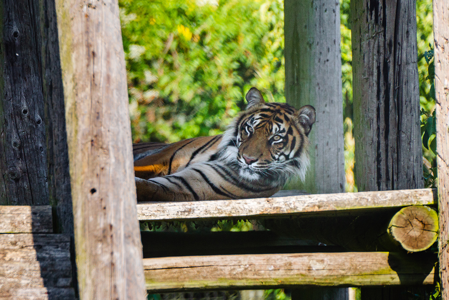 Tipah, the Sumatran tiger at Howletts Wild Animal Park in 2025