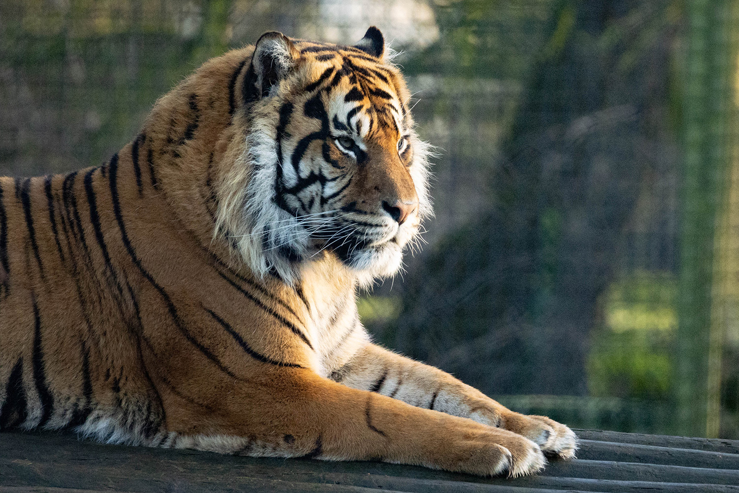 Nakal, the Sumatran tiger at Howletts Wild Animal Park in 2025