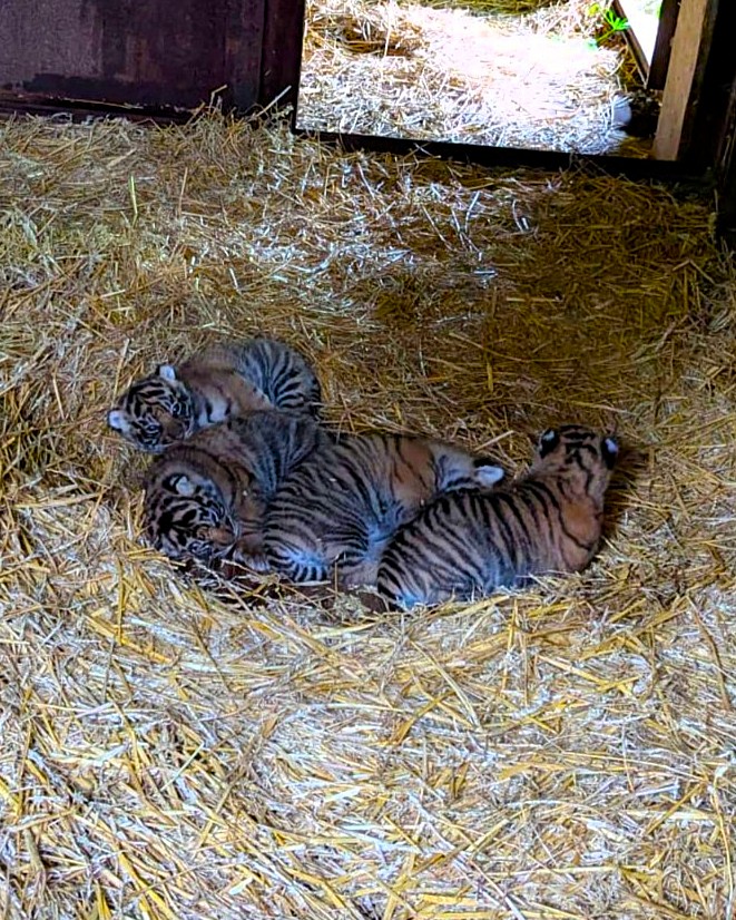 Sumatran tiger cubs born at Howletts Wild Animal Park in Kent, UK in 2026