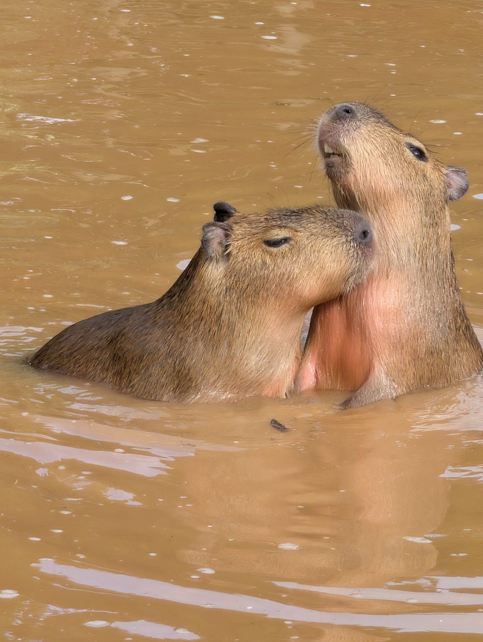 Grumpy and Tchin-tchin the capybaras at Howletts Wild Animal Park in Kent, UK