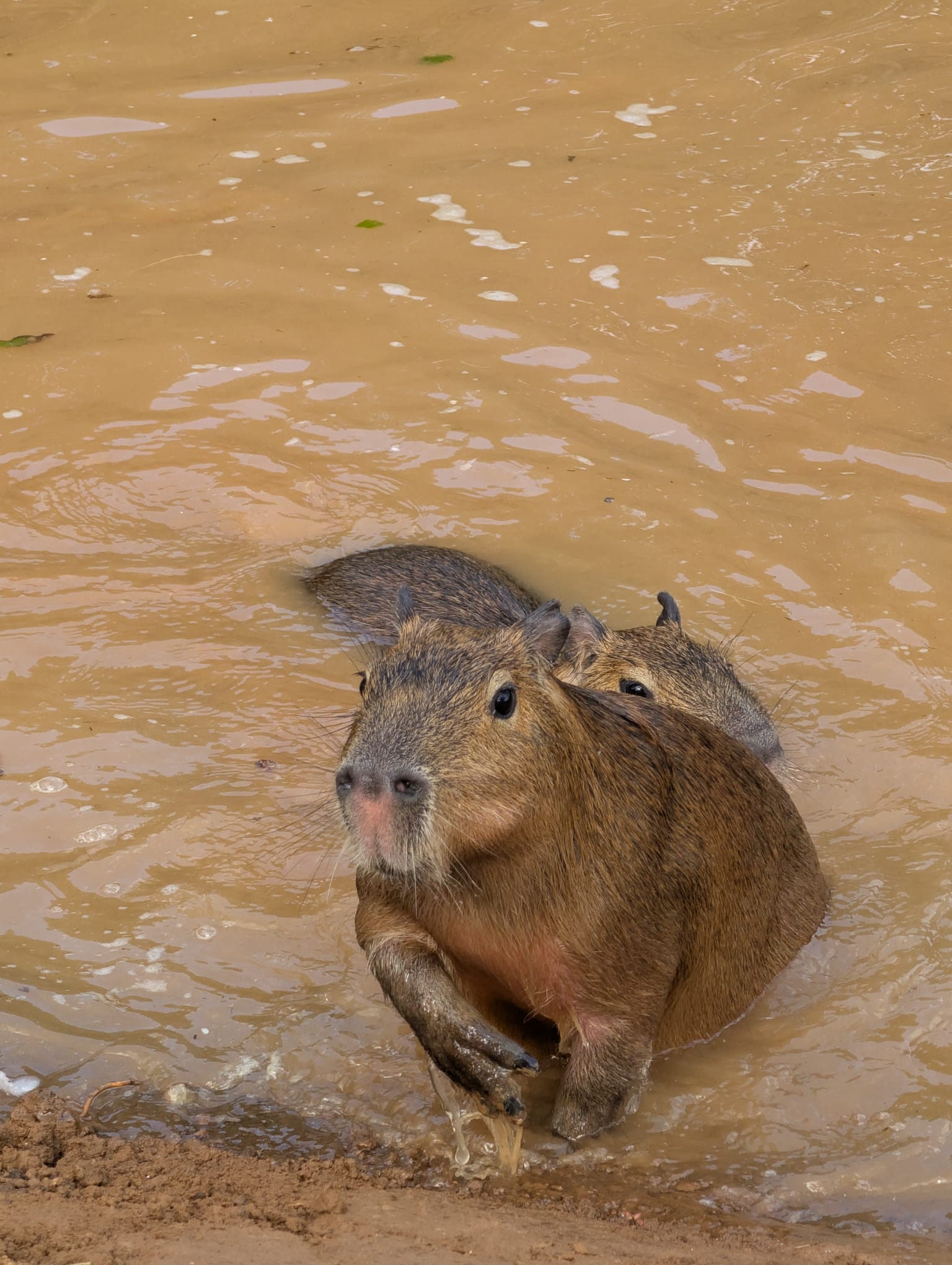 Grumpy and Tchin-tchin the capybaras at Howletts Wild Animal Park in Kent, UK
