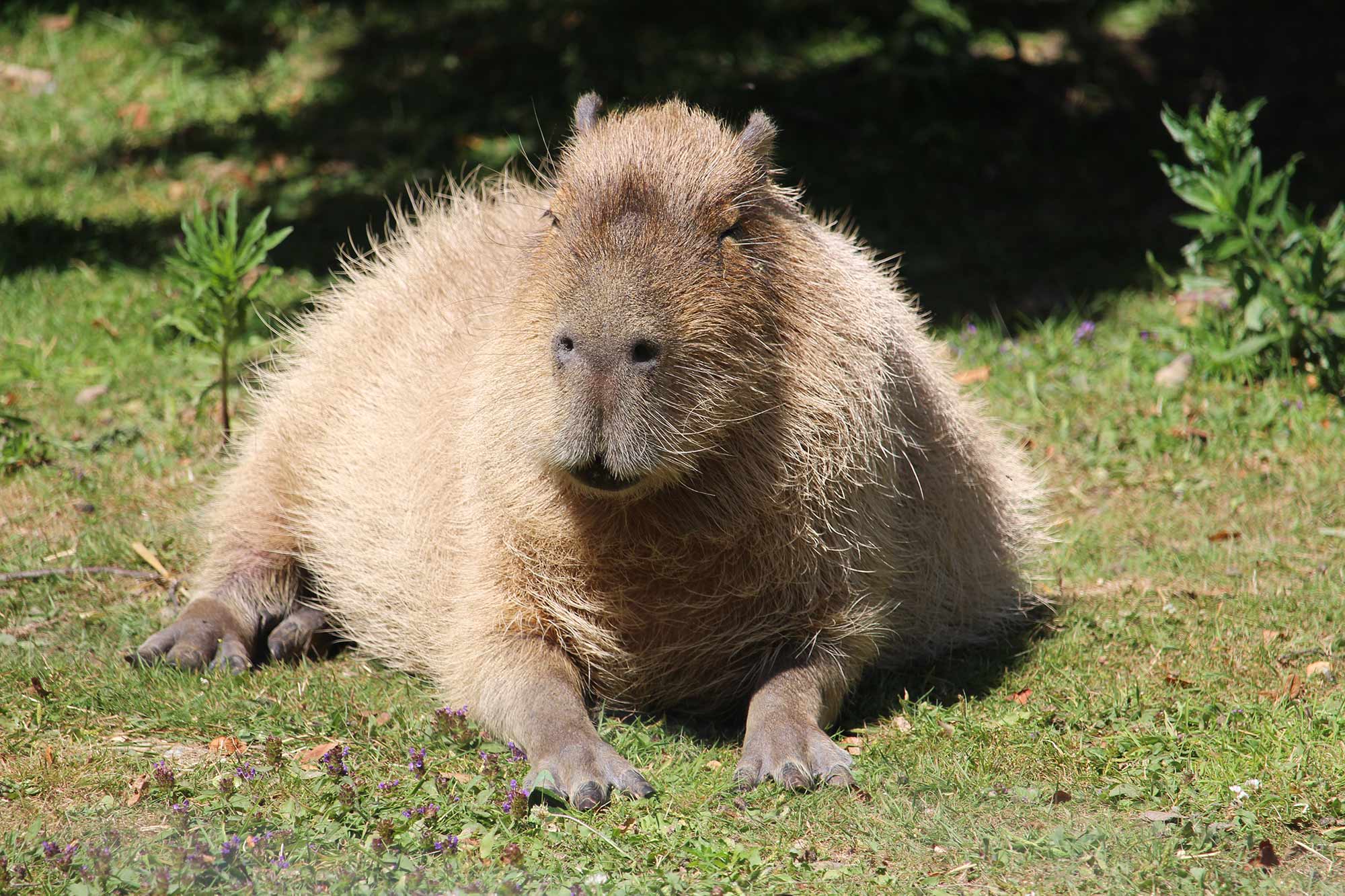 Capybara_IMG_6938.jpg