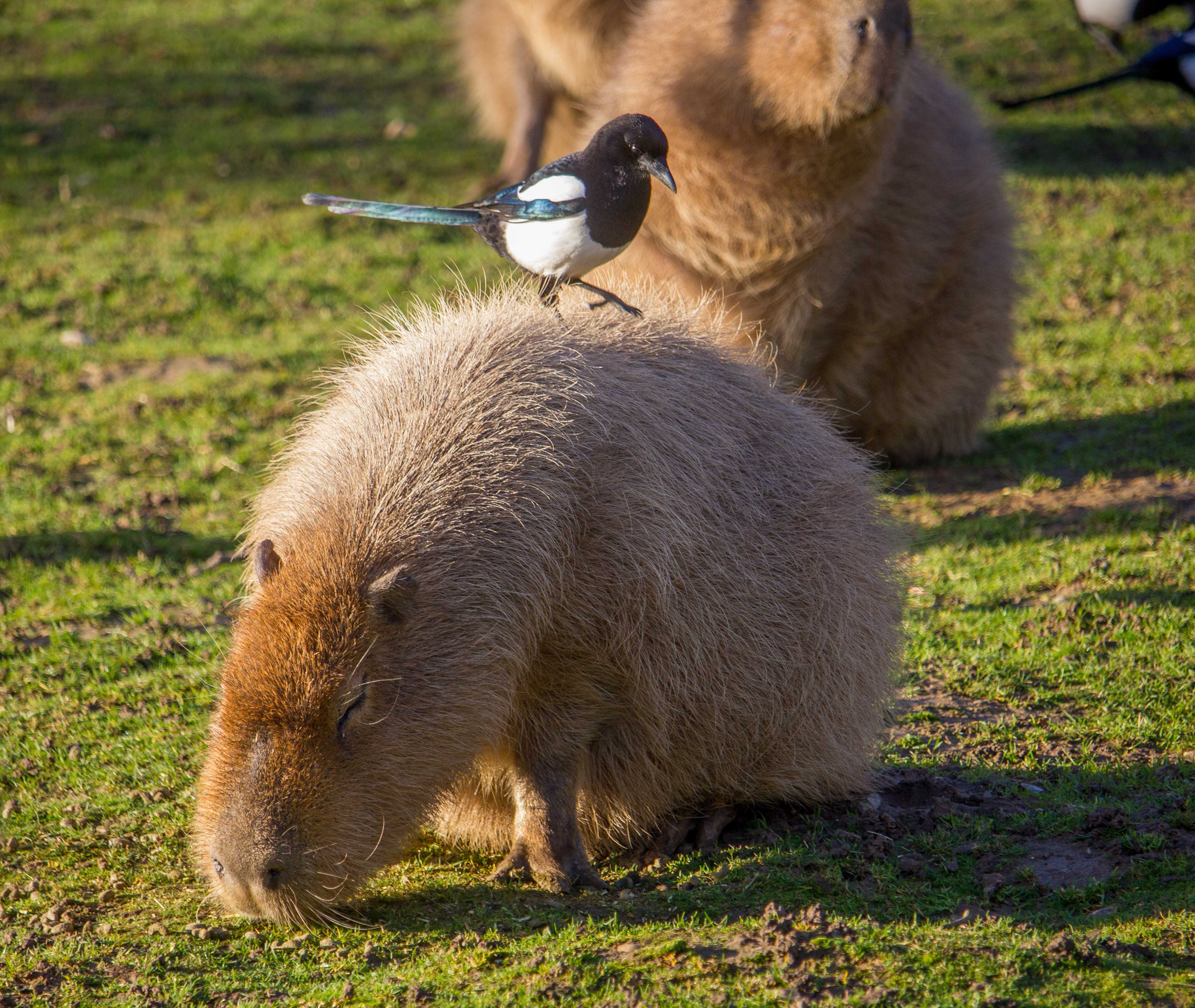 Capybara (11).jpg