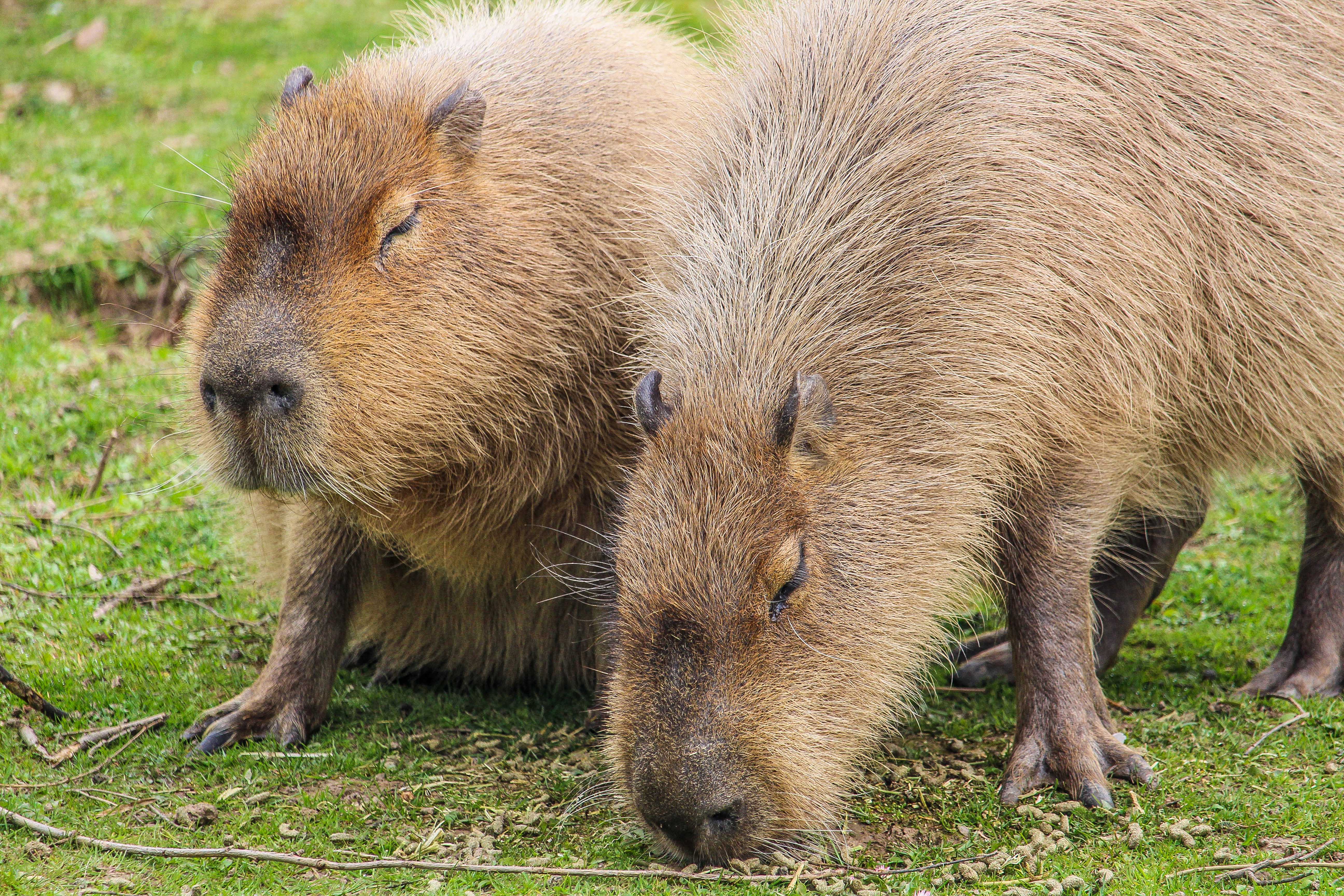Capybara (9).jpg