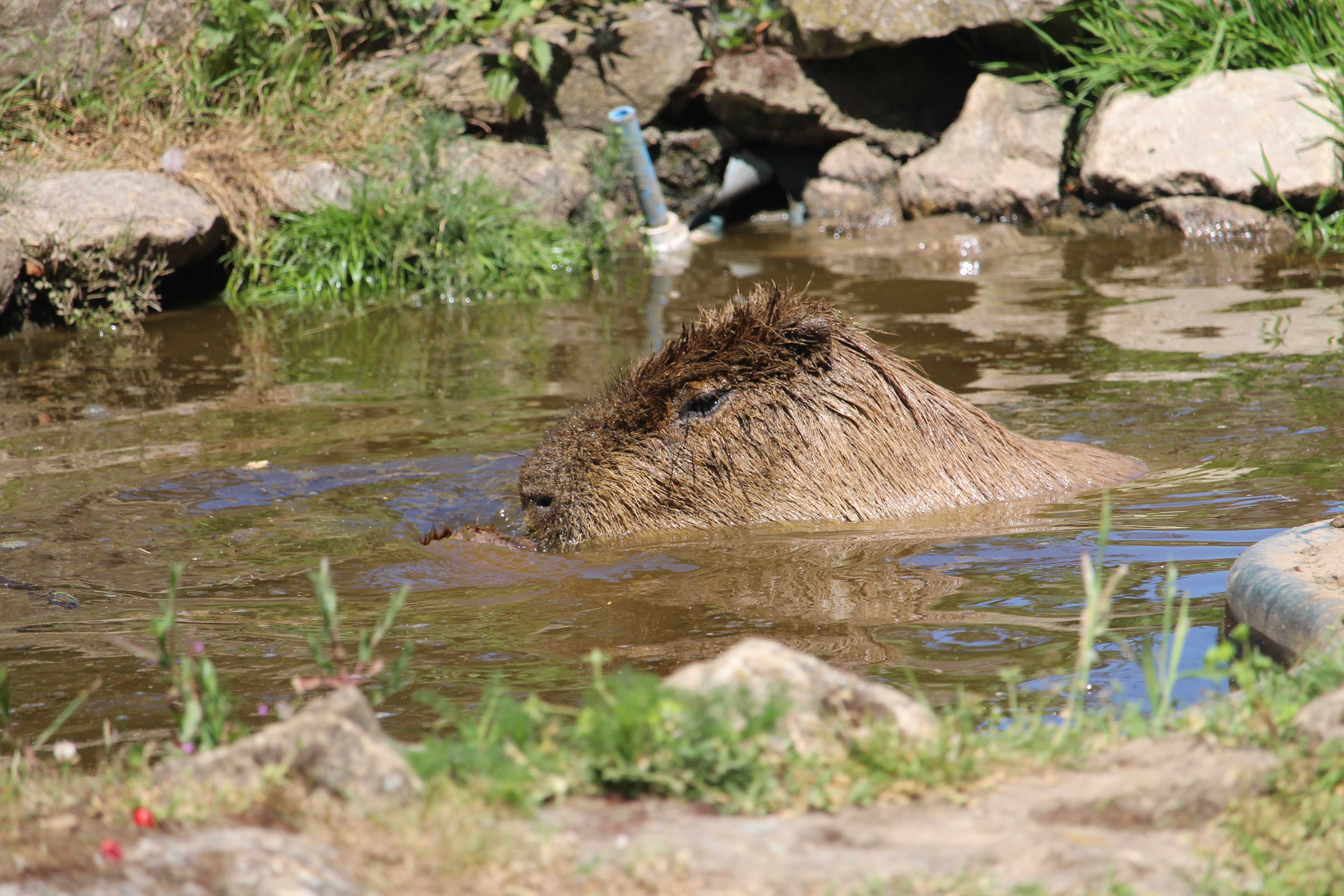 Capybara at Howletts Wild Animal Park in Kent, UK