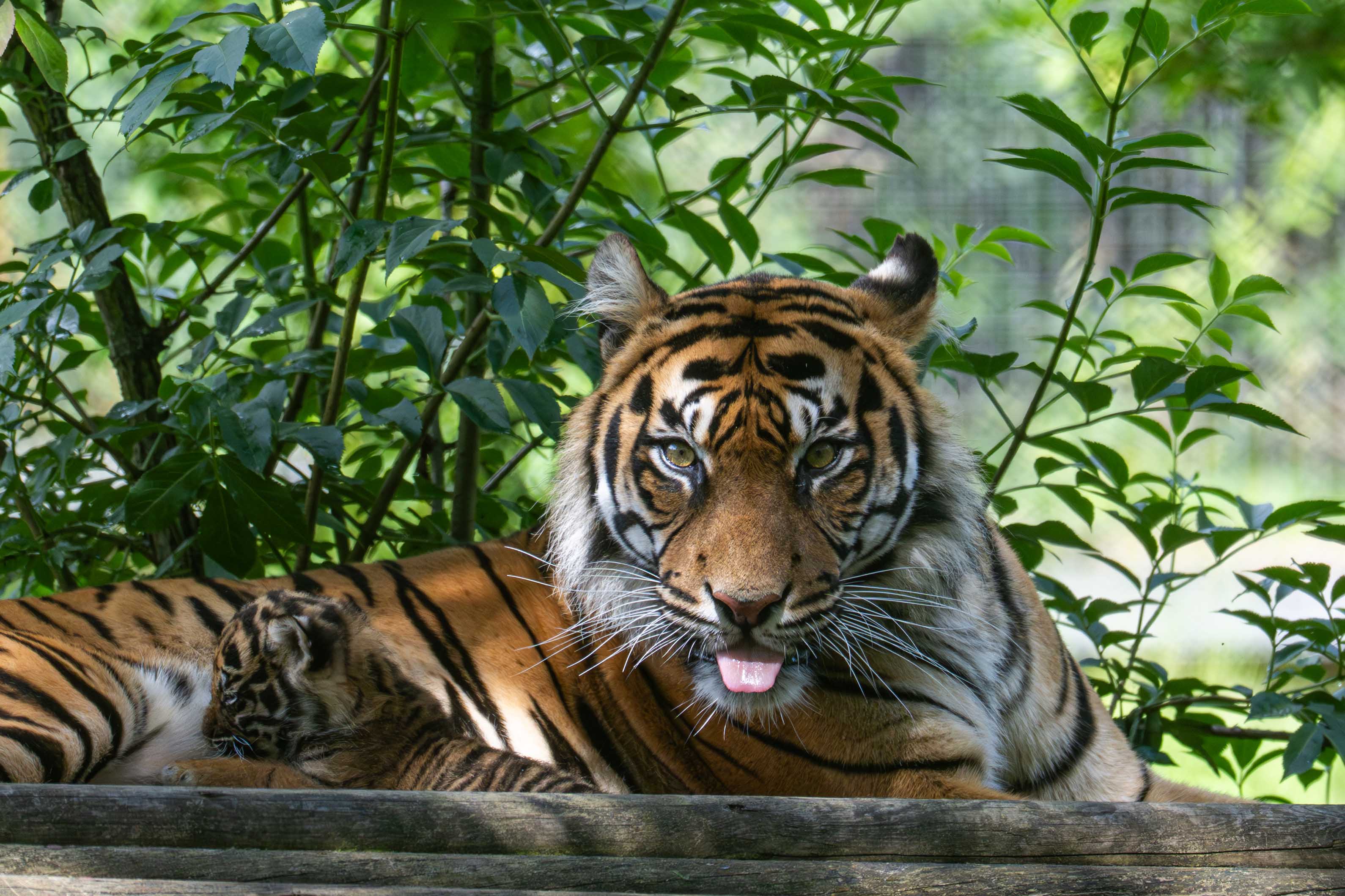 Sumatran tiger Tipah and her cubs at Howletts Wild Animal Park, June 2026
