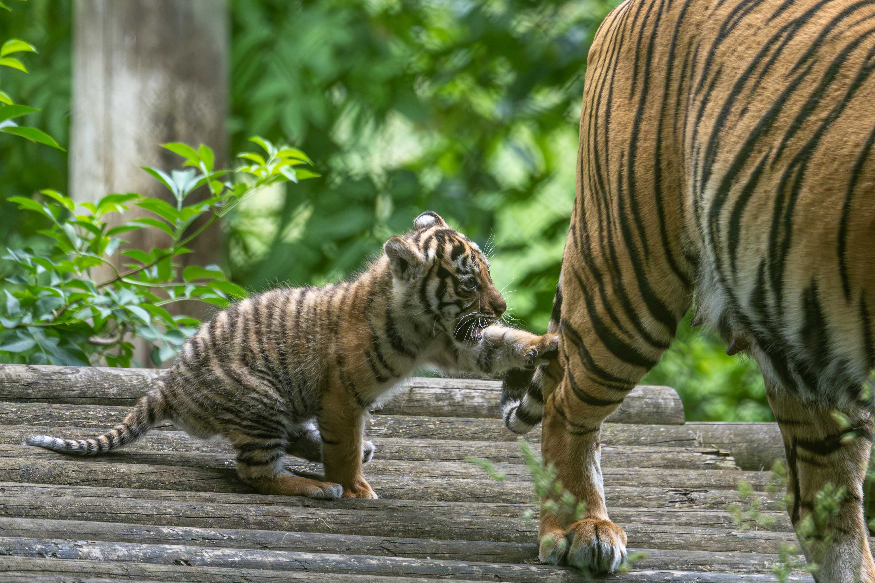 Sumatran tiger cub born at Howletts Wild Animal Park in Kent, UK in 2026