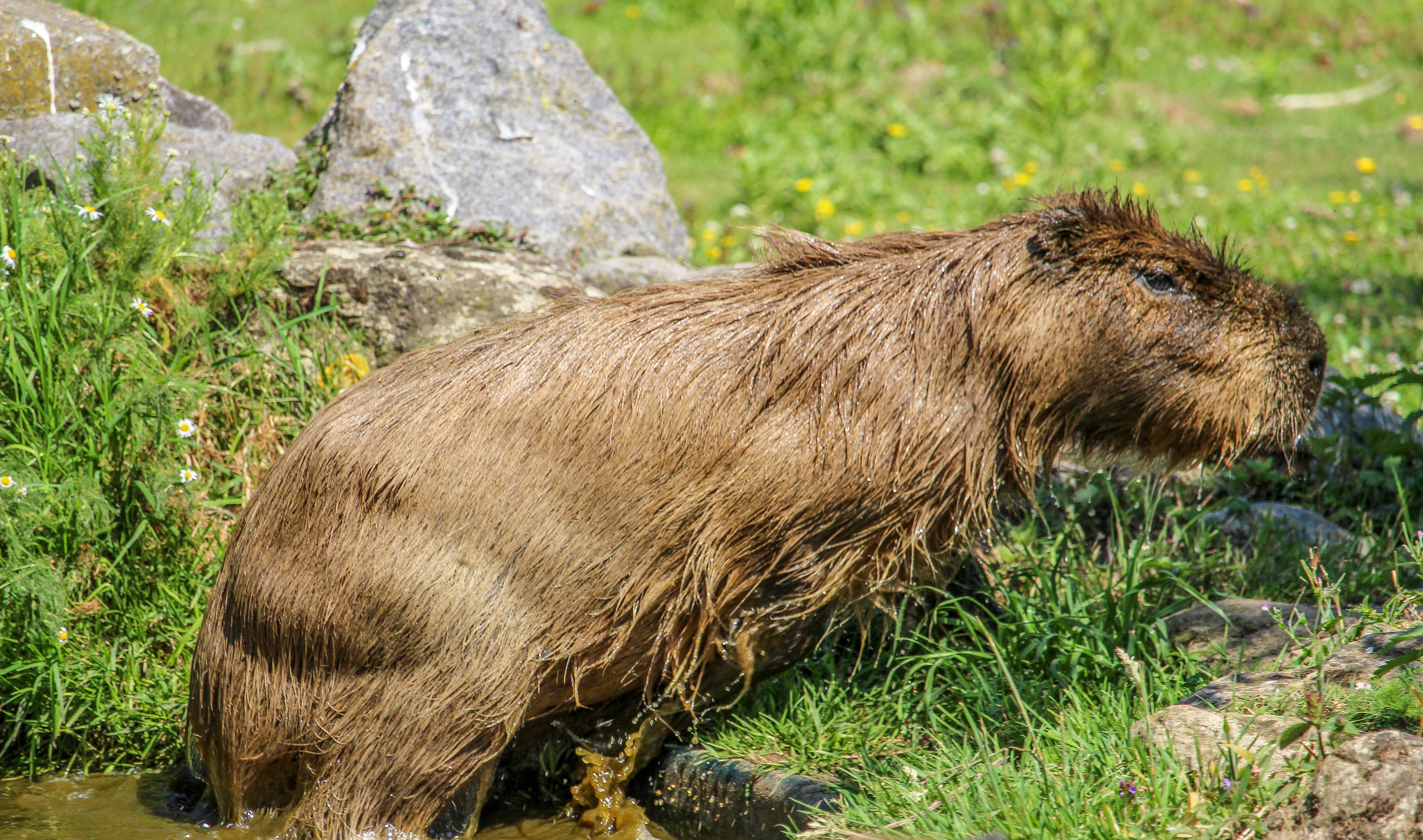 Capybara emerging after a swim at Howletts Wild Animal Park in Kent, UK