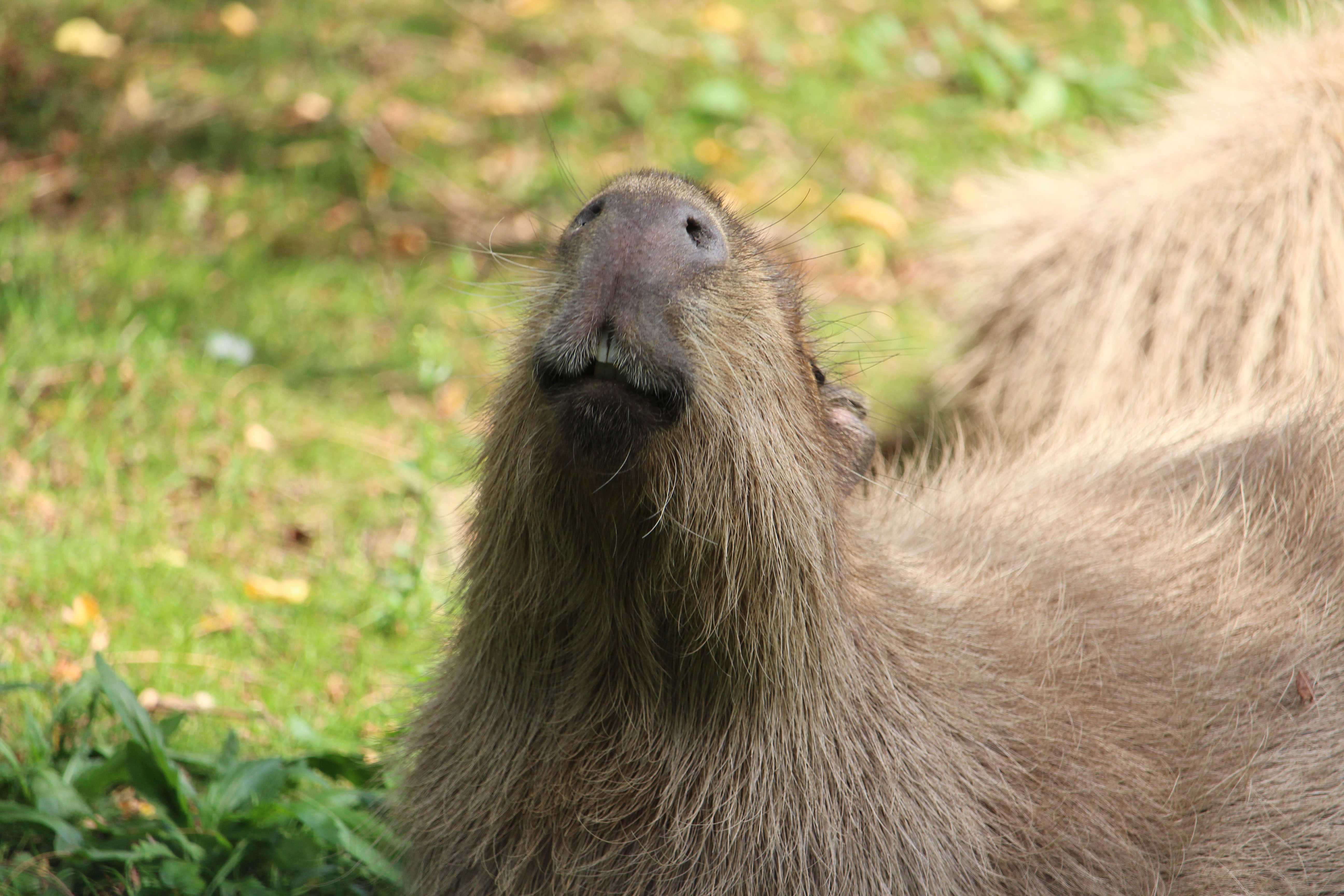 Capybara at Howletts Wild Animal Park in Kent, UK
