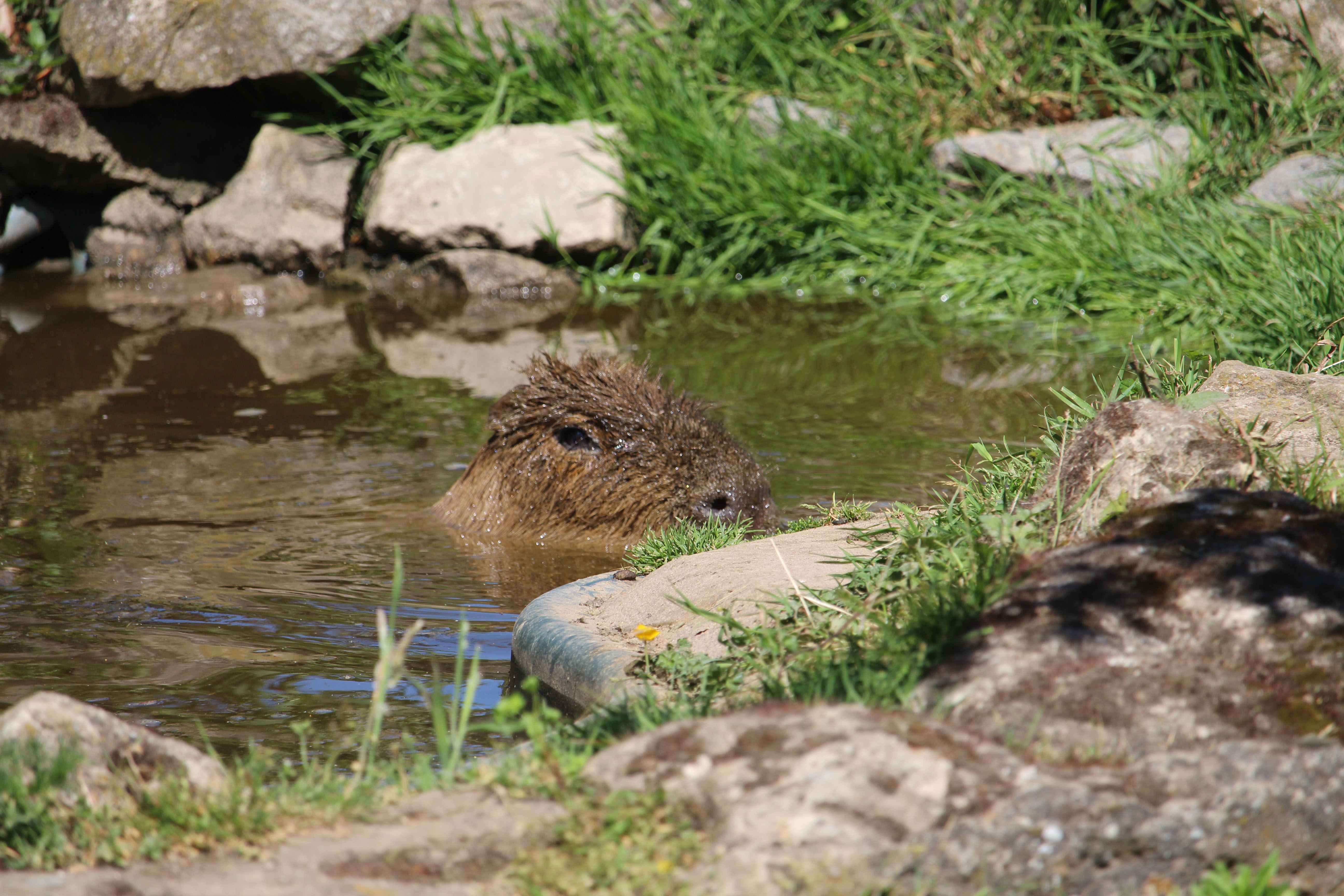 Capybara swimming at Howletts Wild Animal Park in Kent, UK