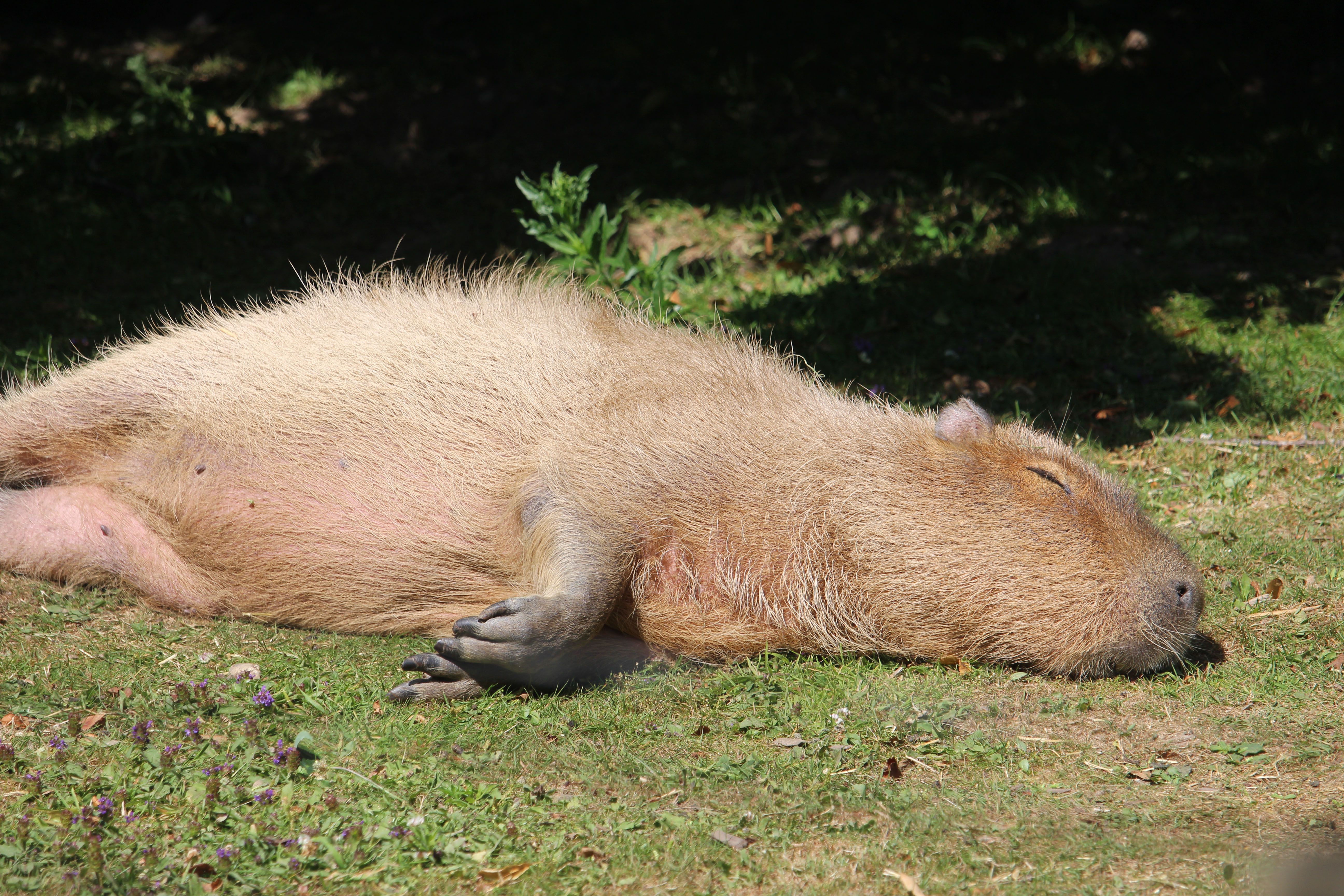 Capybara snoozing at Howletts Wild Animal Park in Kent, UK