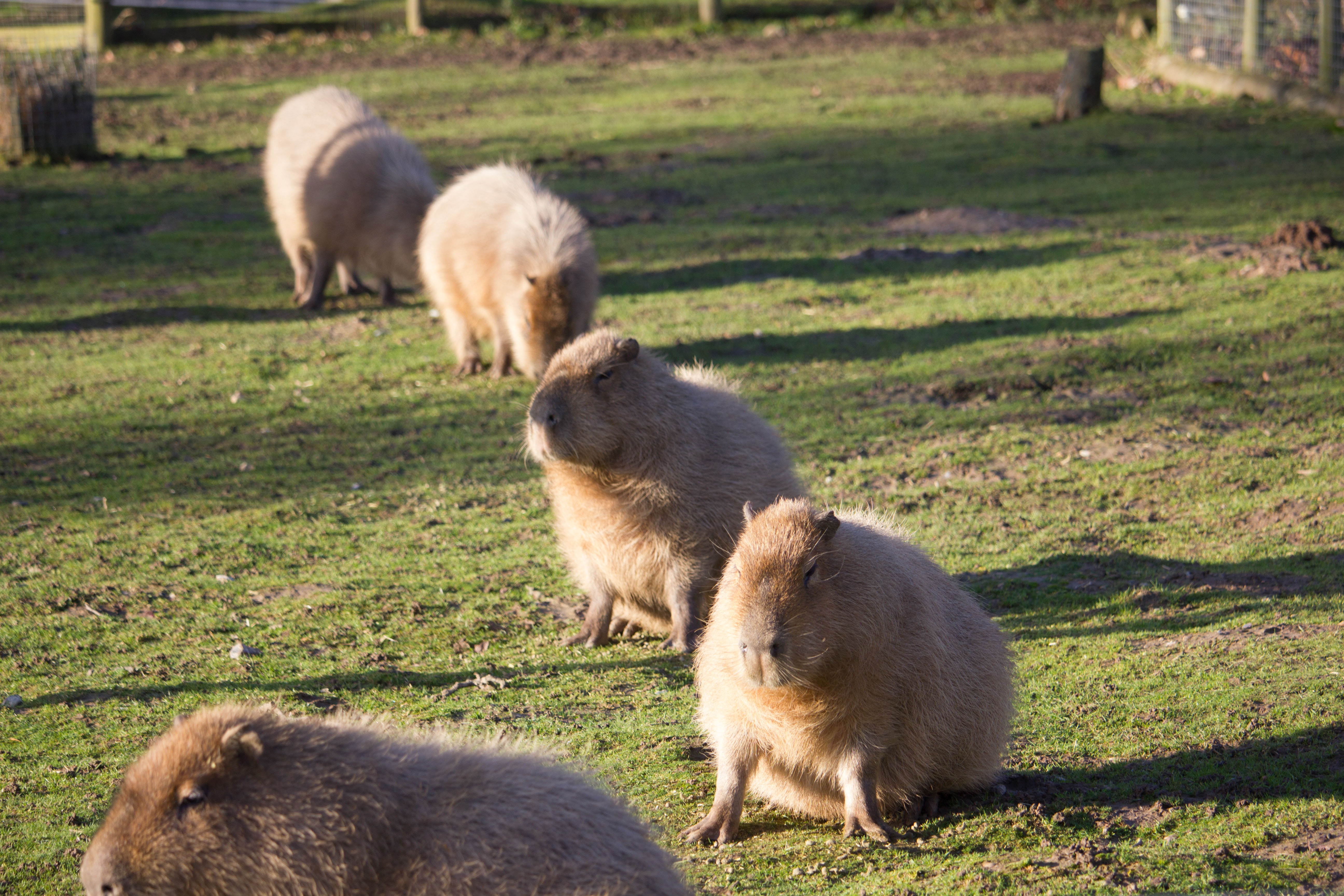 Capybara at Howletts Wild Animal Park in Kent, UK