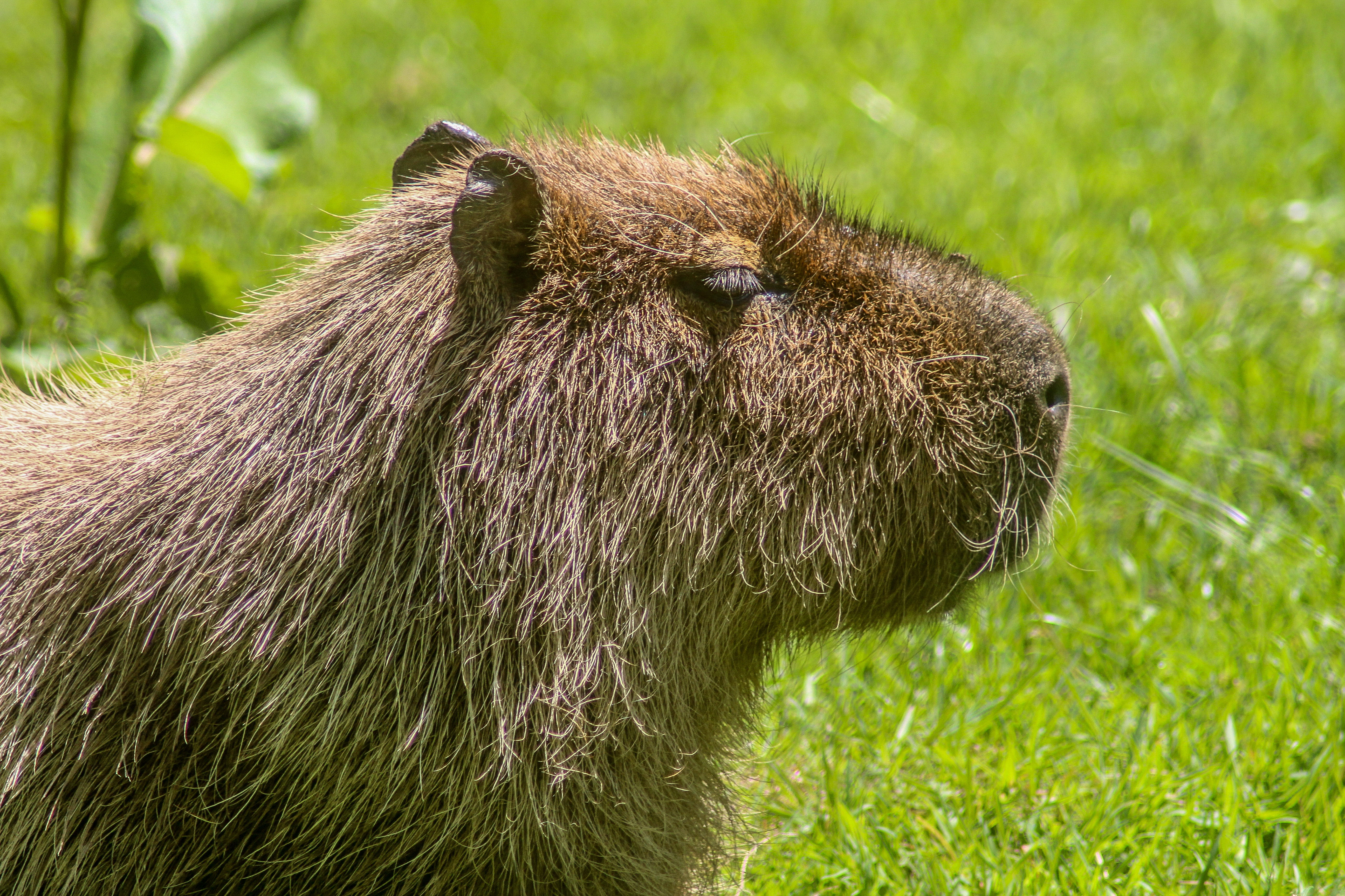 Capybara at Howletts Wild Animal Park in Kent, UK