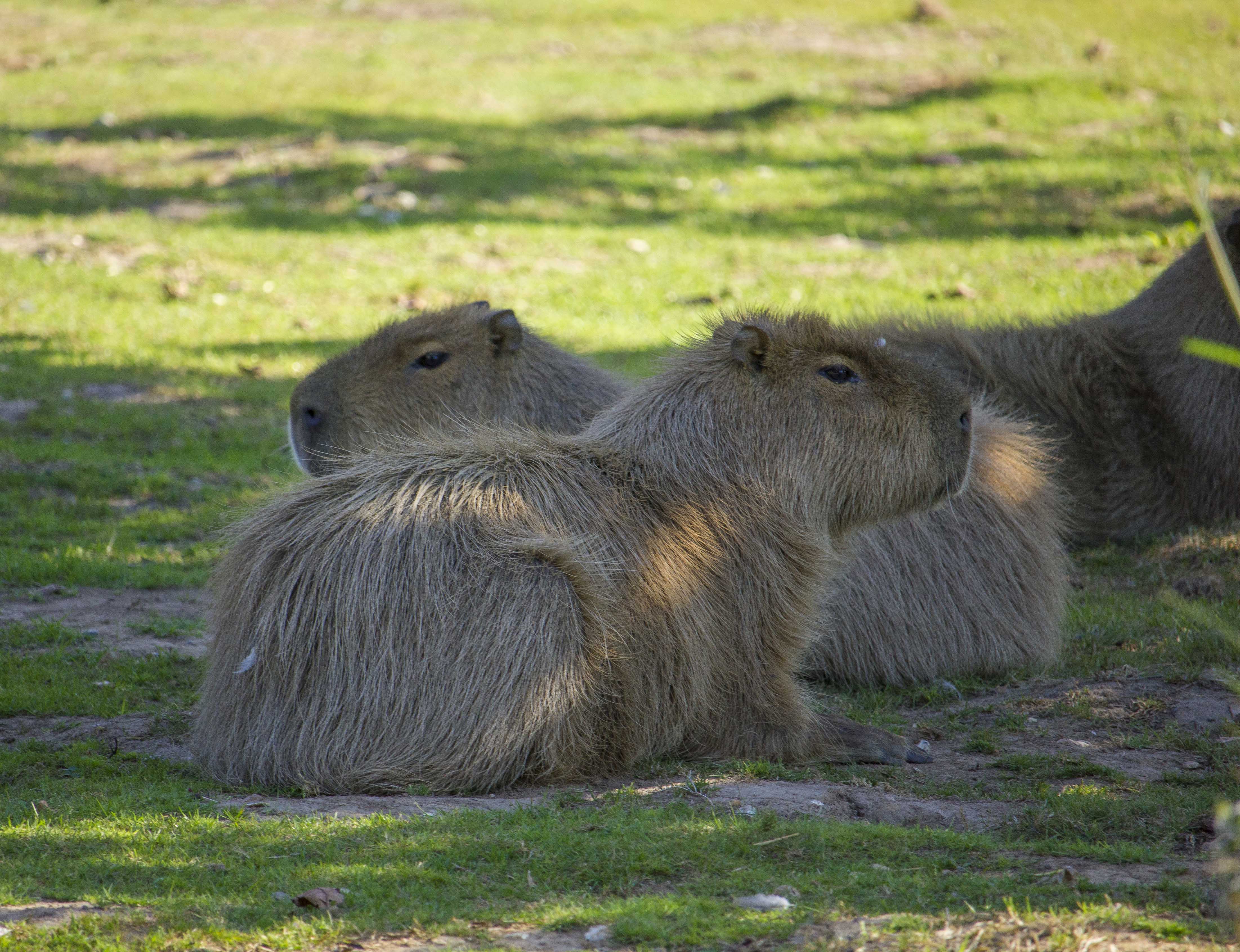 Capybara at Howletts Wild Animal Park in Kent, UK