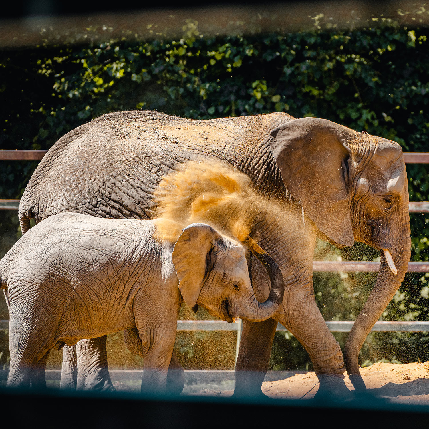 Elephants-in-The-Sun-1.jpg