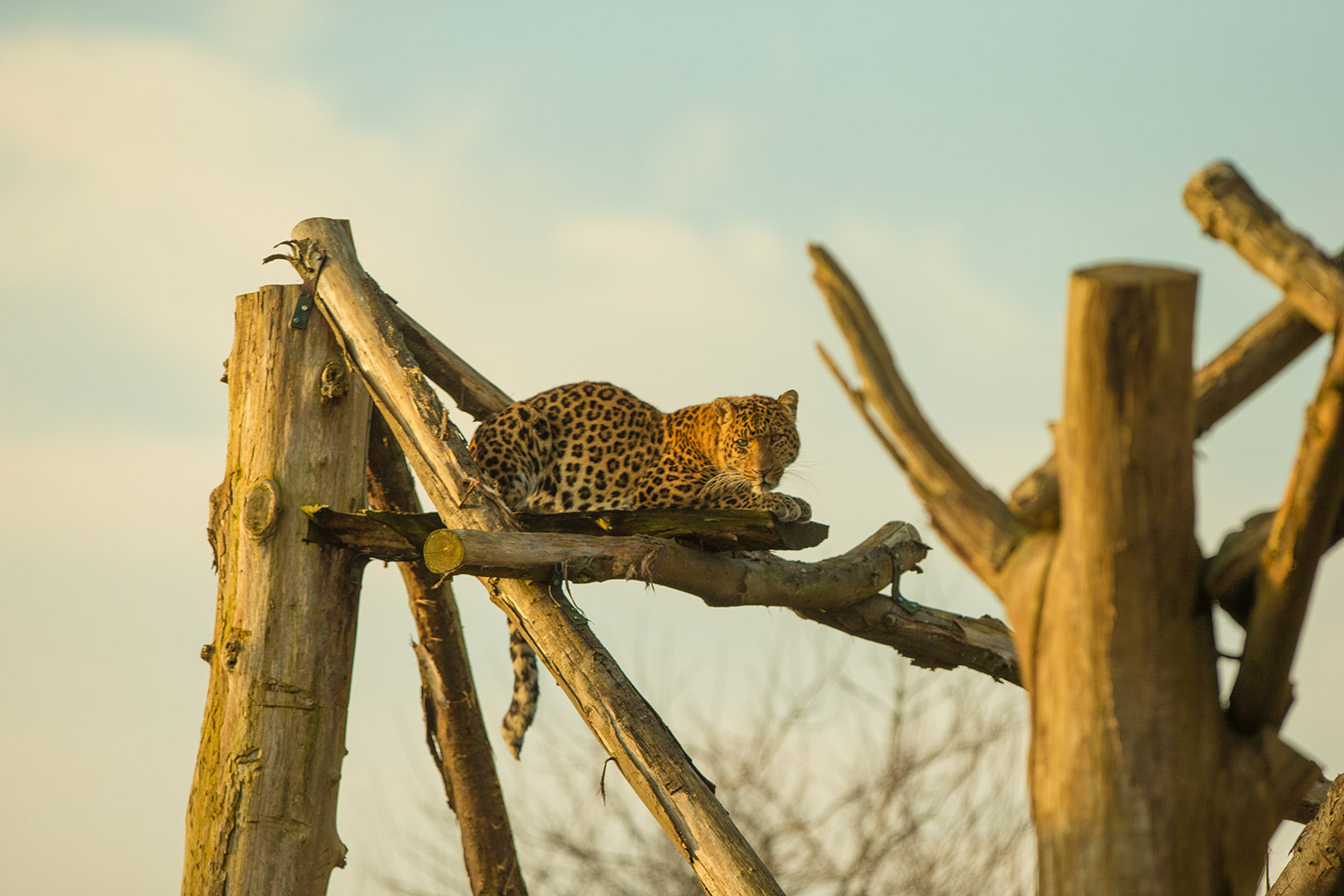 Dave-Rolfe---Northern-Chinese-Leopard-Howletts.jpg