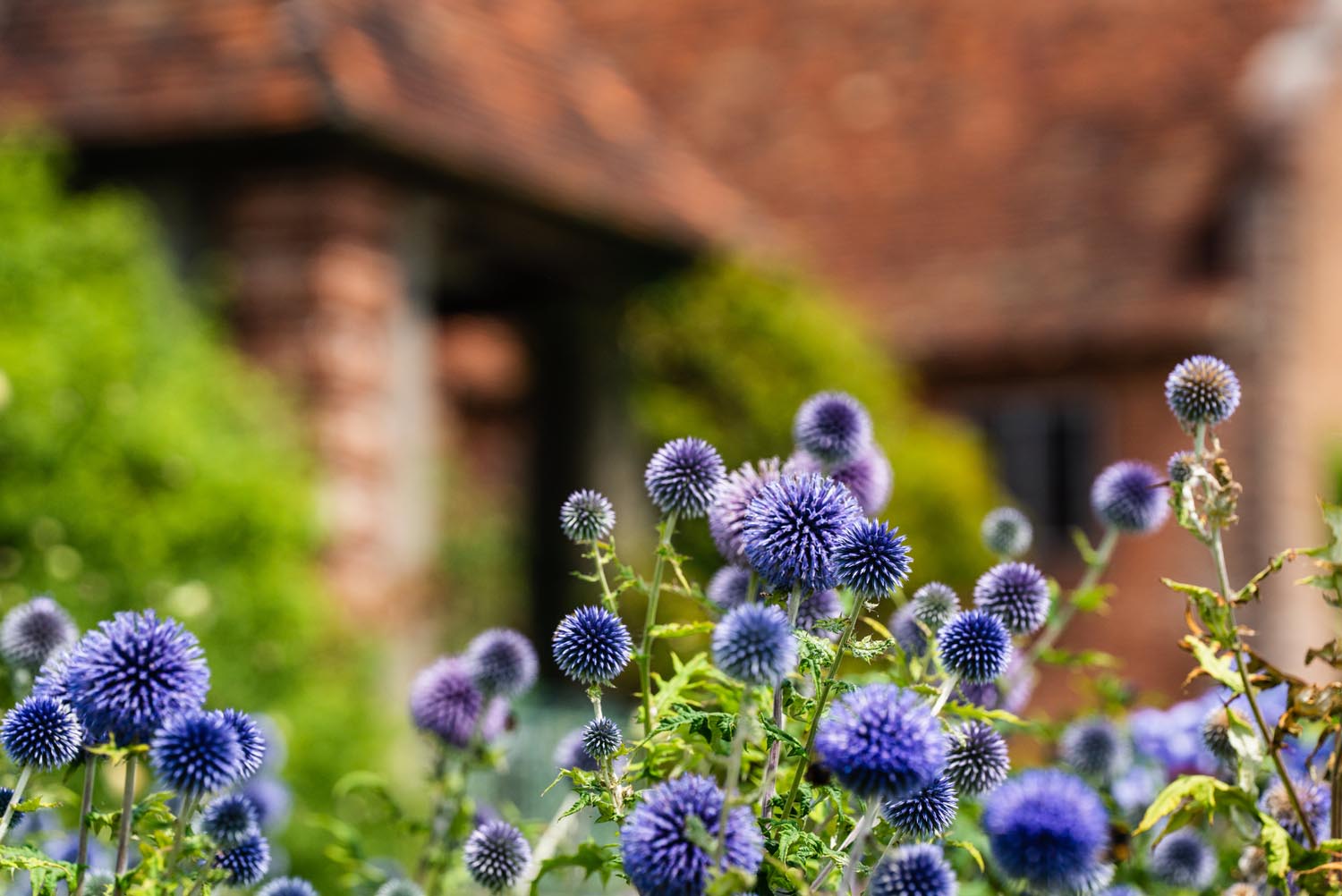 Flowers in bloom at Port Lympne Hotel & Reserve in Kent, UK
