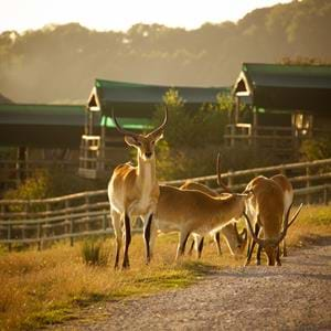 Overnight short break at Giraffe Lodge at Port Lympne Hotel and Reserve in Kent