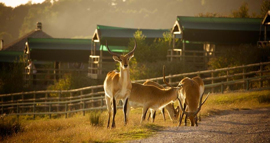 Overnight short break at Giraffe Lodge at Port Lympne Hotel and Reserve in Kent