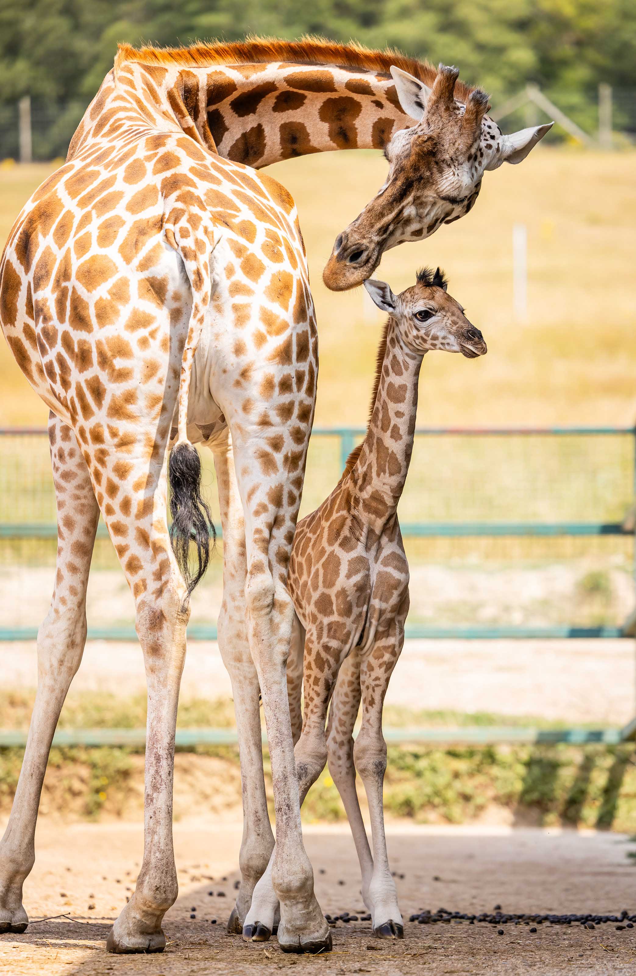 Jude the baby giraffe with mum, Lehana at Port Lympne Hotel & Reserve in Kent