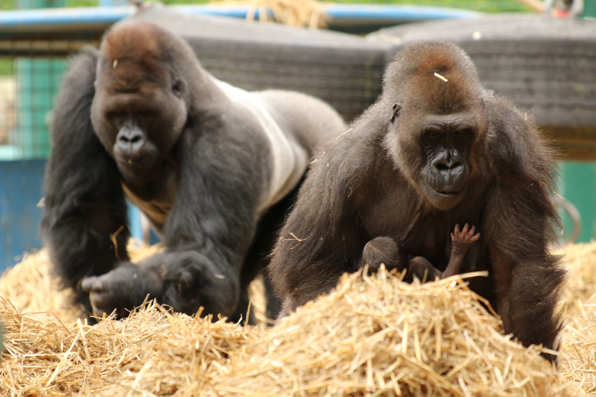 Ebeki Dihi and baby at Howletts Wild Animal Park c Howletts Wild Animal Park.jpg