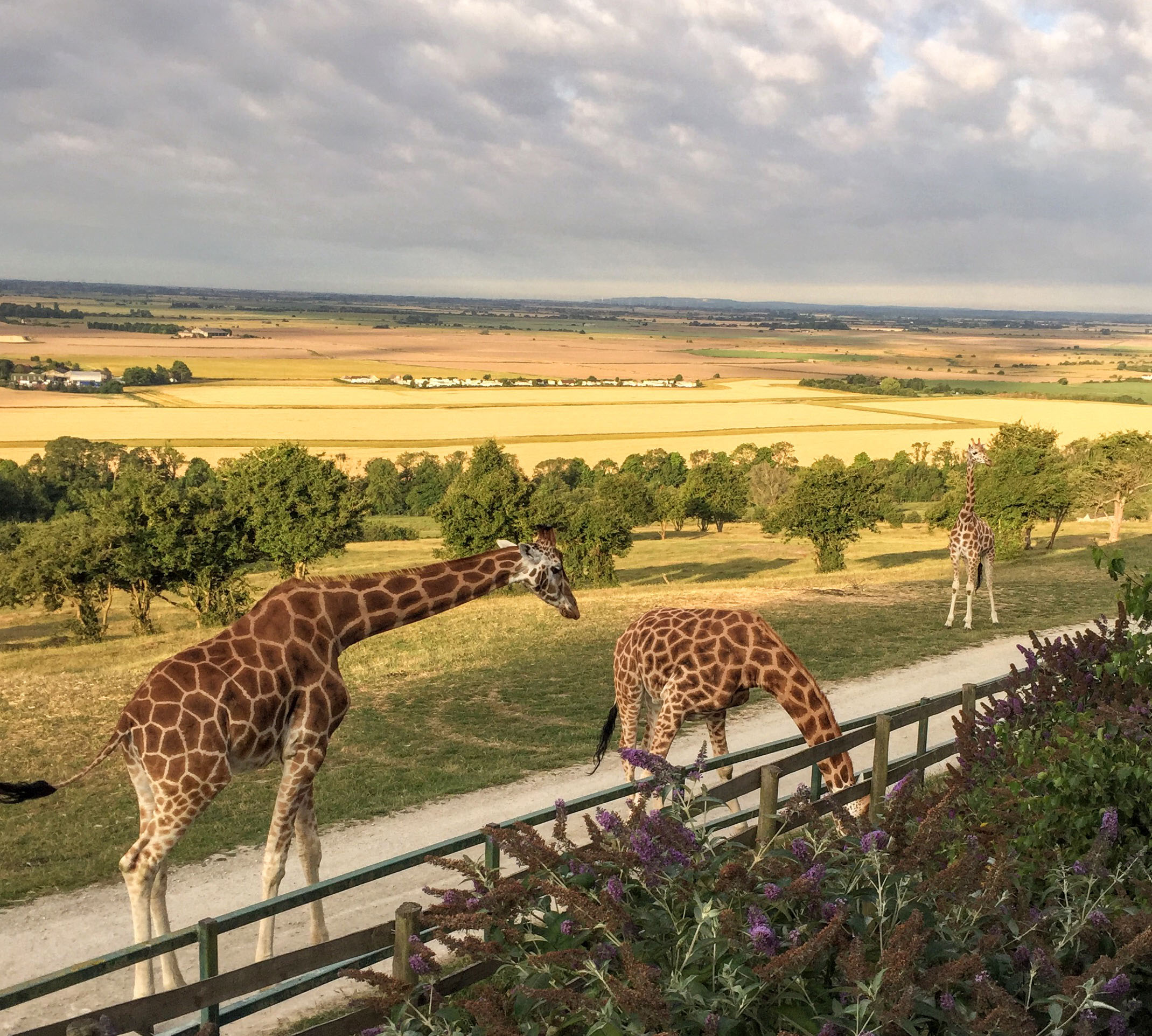 Giraffes at Giraffe Lodge at Port Lympne Hotel & Reserve in Kent, UK