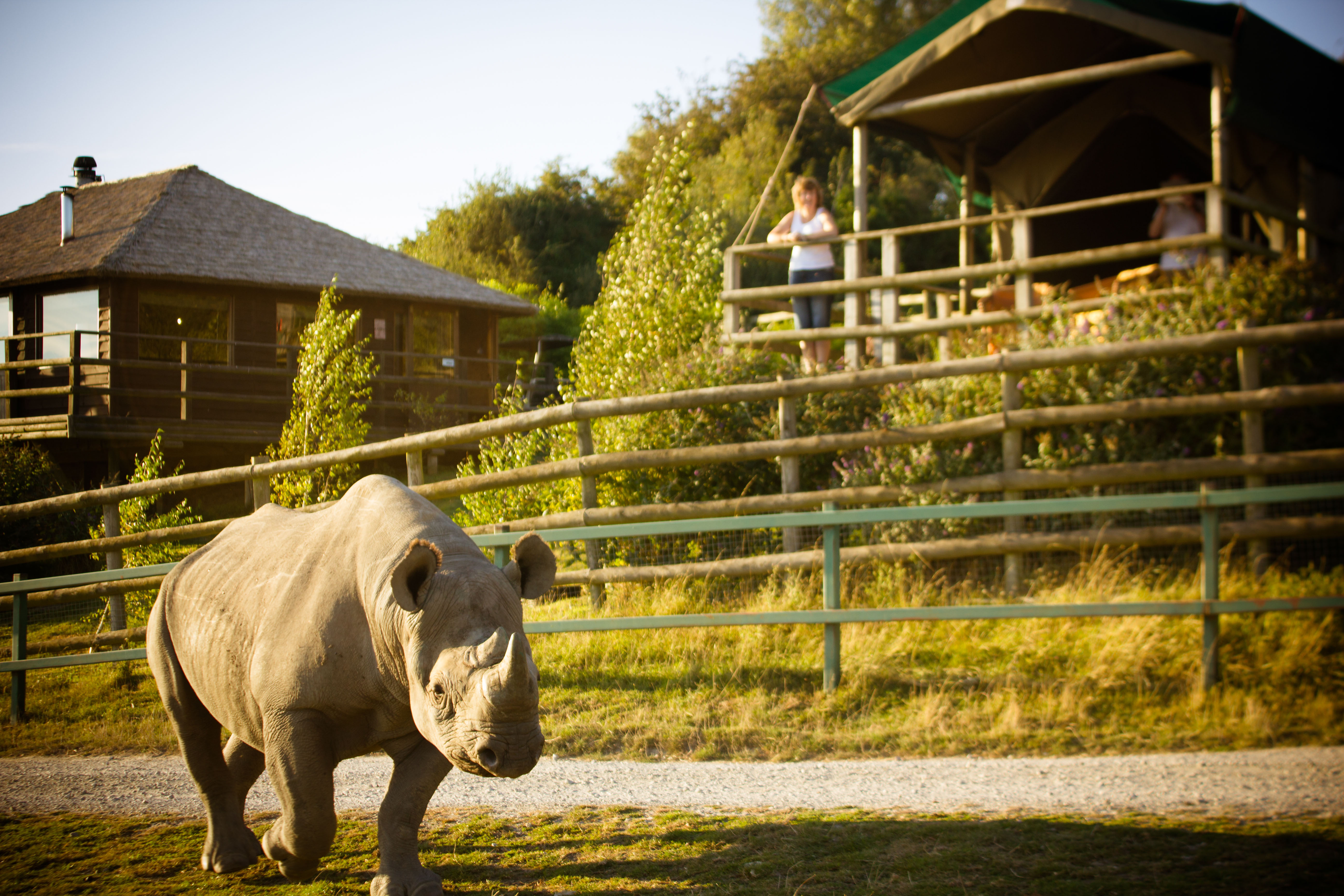 Giraffe Lodge at Port Lympne Hotel & Reserve in Kent, UK