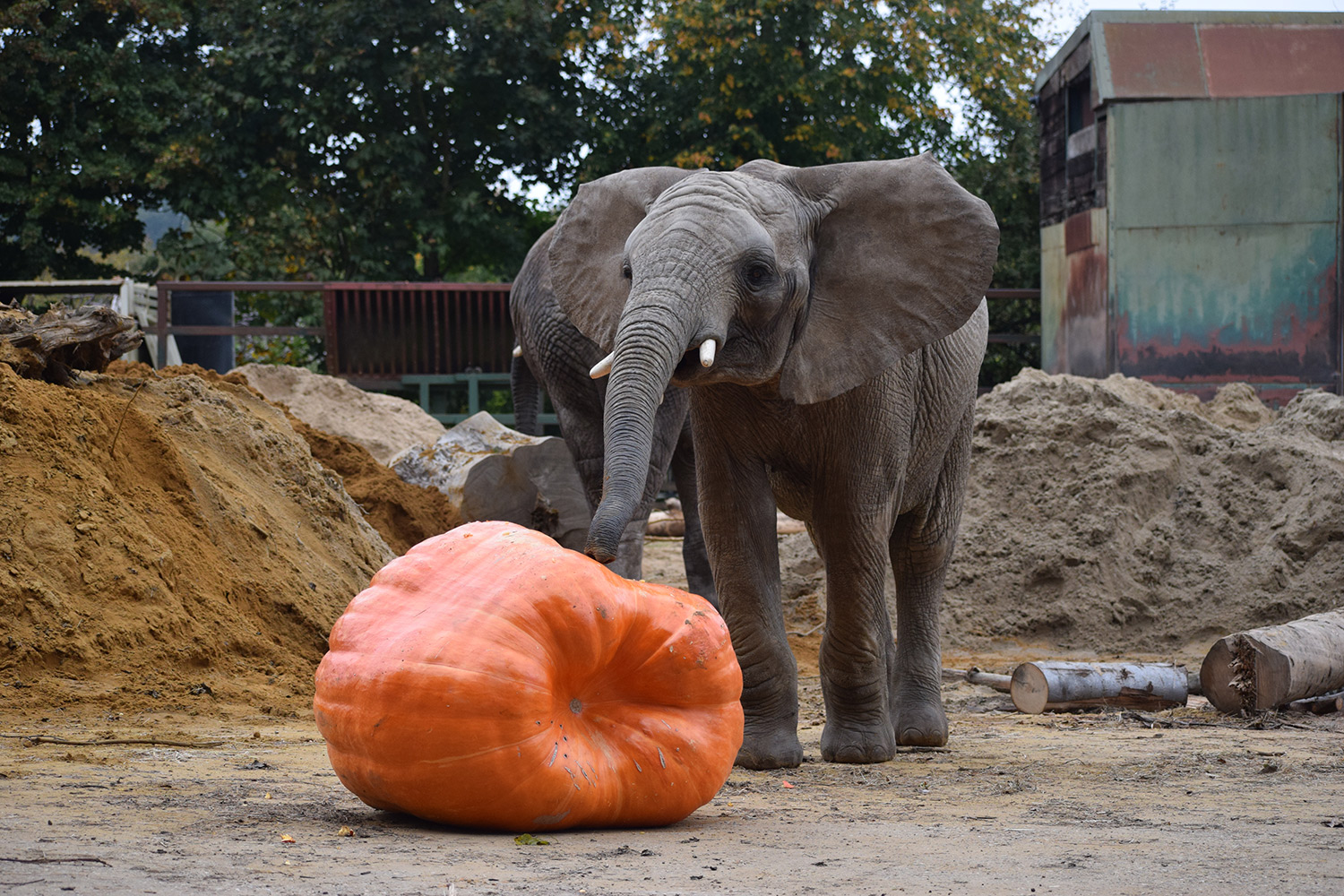 Oku-pumpkin.jpg