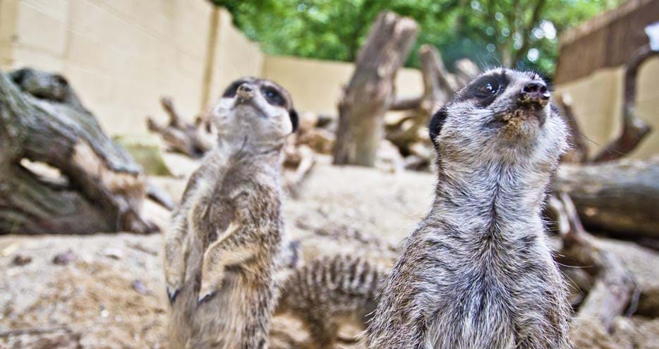 Your meerkat neighbours at Bear Lodge glamping at Port Lympne Hotel & Reserve in Kent