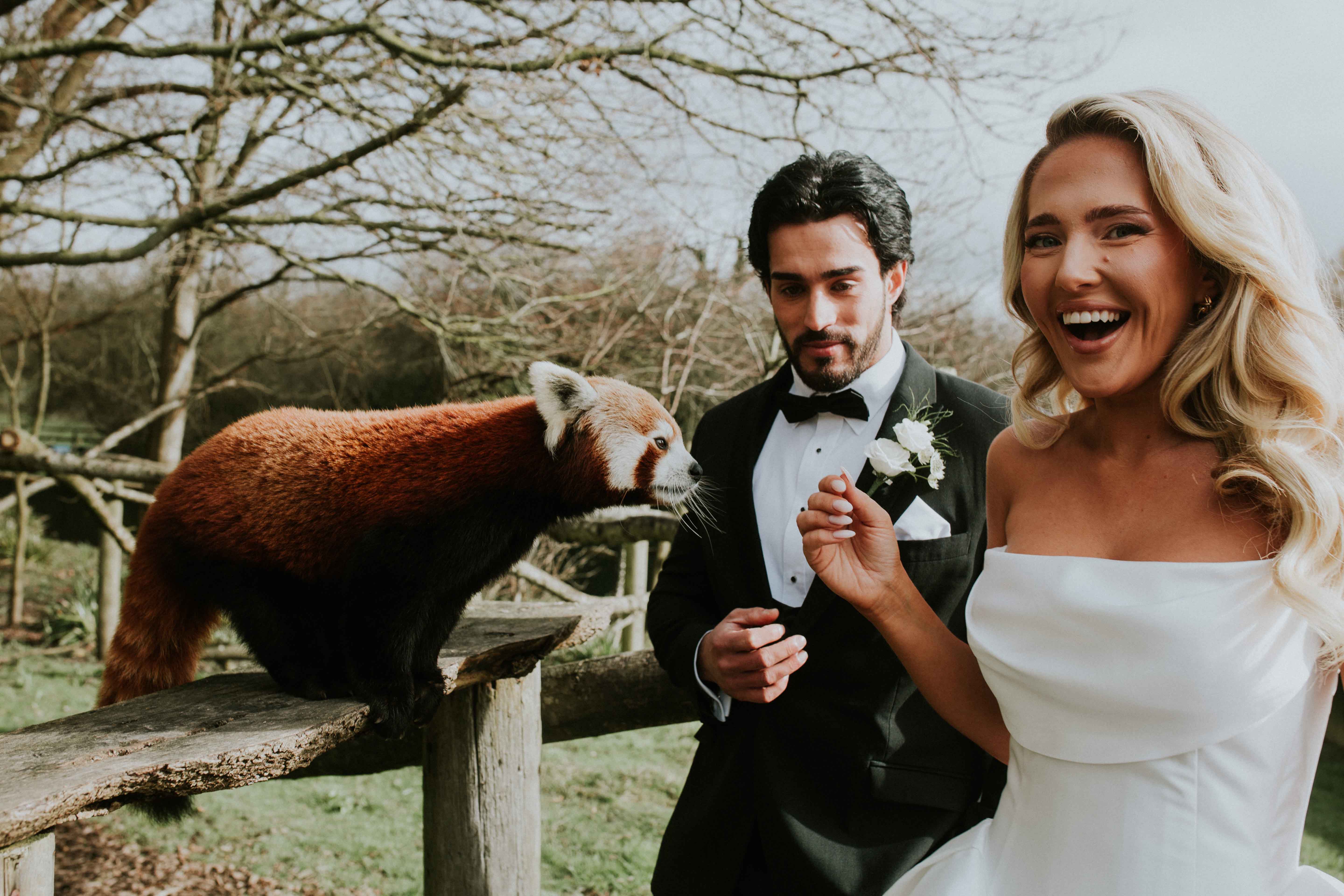 Bride and Groom meet a red panda at Port Lympne hotel & Reserve wedding venue in Kent