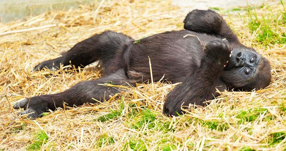 Western lowland gorilla at Port Lympne Hotel & Reserve in Kent