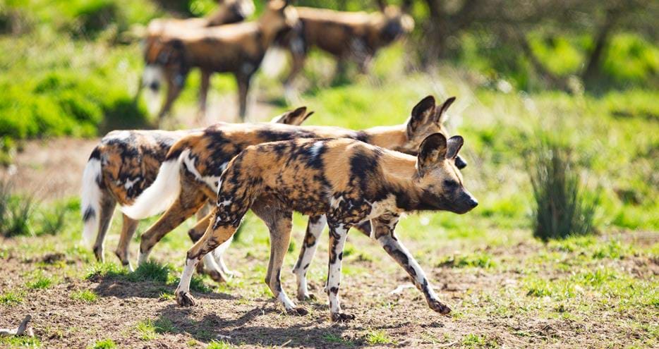 African painted dogs at Port Lympne Hotel & Reserve in Kent UK