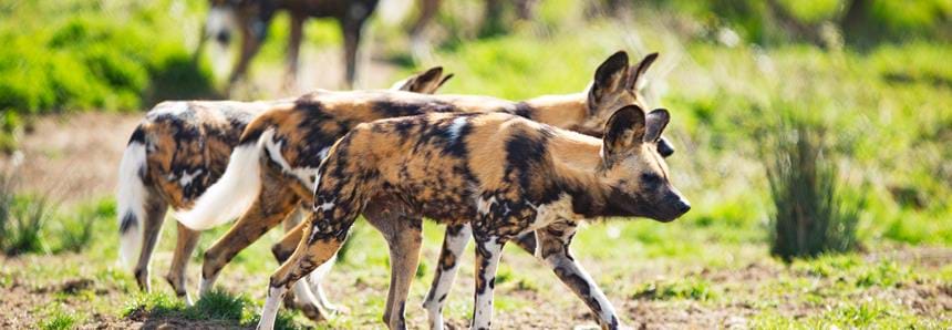African painted dogs at Port Lympne Hotel & Reserve in Kent UK