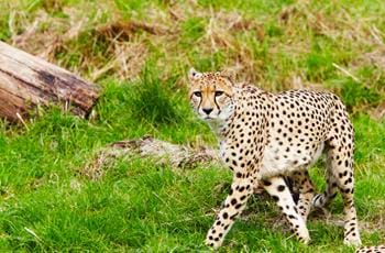 Moshi & Sifiso the Cheetahs