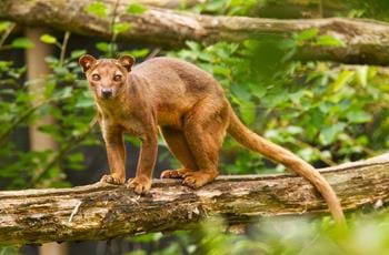 Ikongo the Fossa