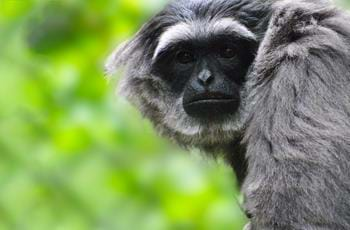 Javan Gibbon