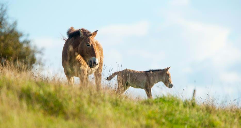 Przewalski's horse and foal at Port Lympne Hotel & Reserve in Kent, UK